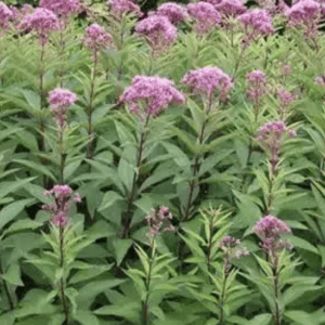 Tall green plants with clusters of small pink flowers blooming.